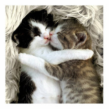 Cattitude Snuggle Up Kittens Blank Greetings Card