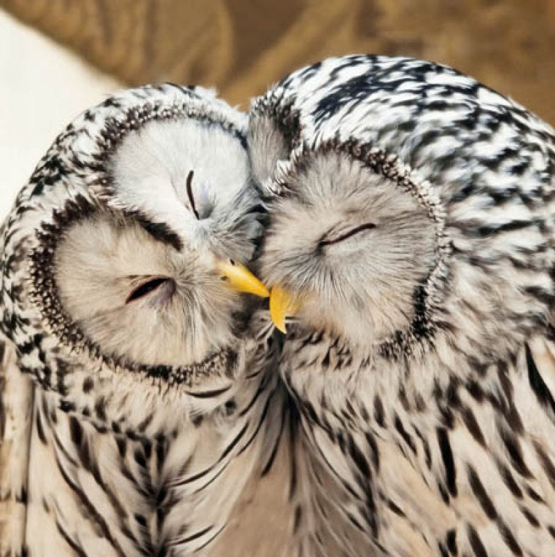 RSPB Ural Owls Blank Greetings Card