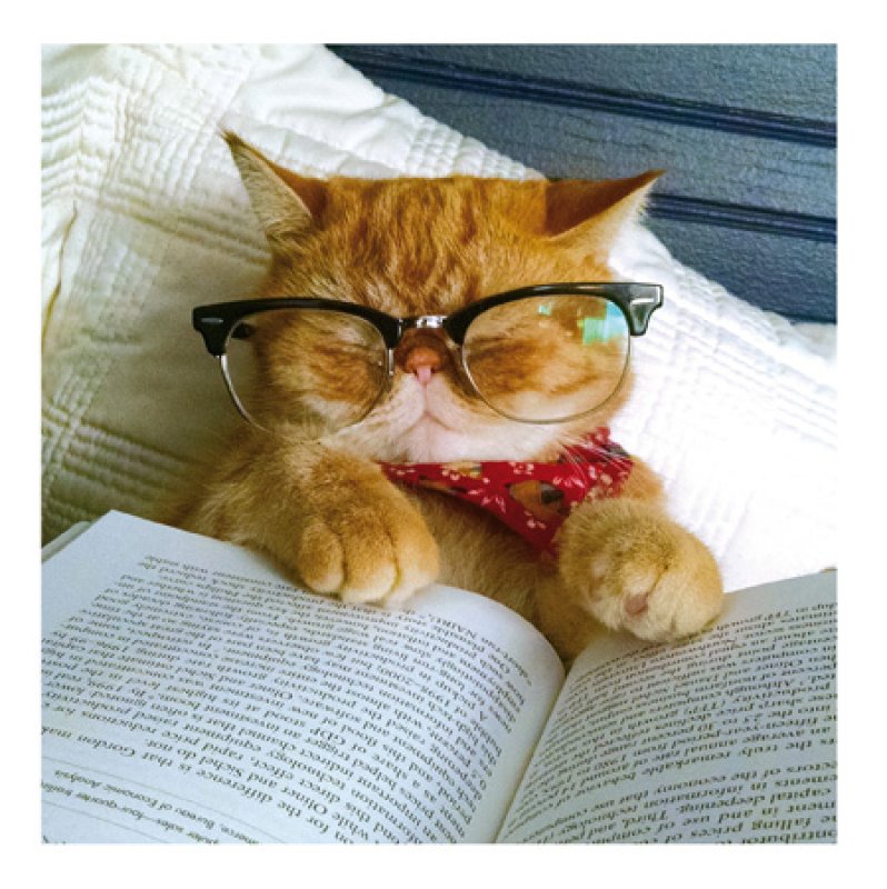 Cattitude Bookworm Cat in Glasses Blank Greetings Card