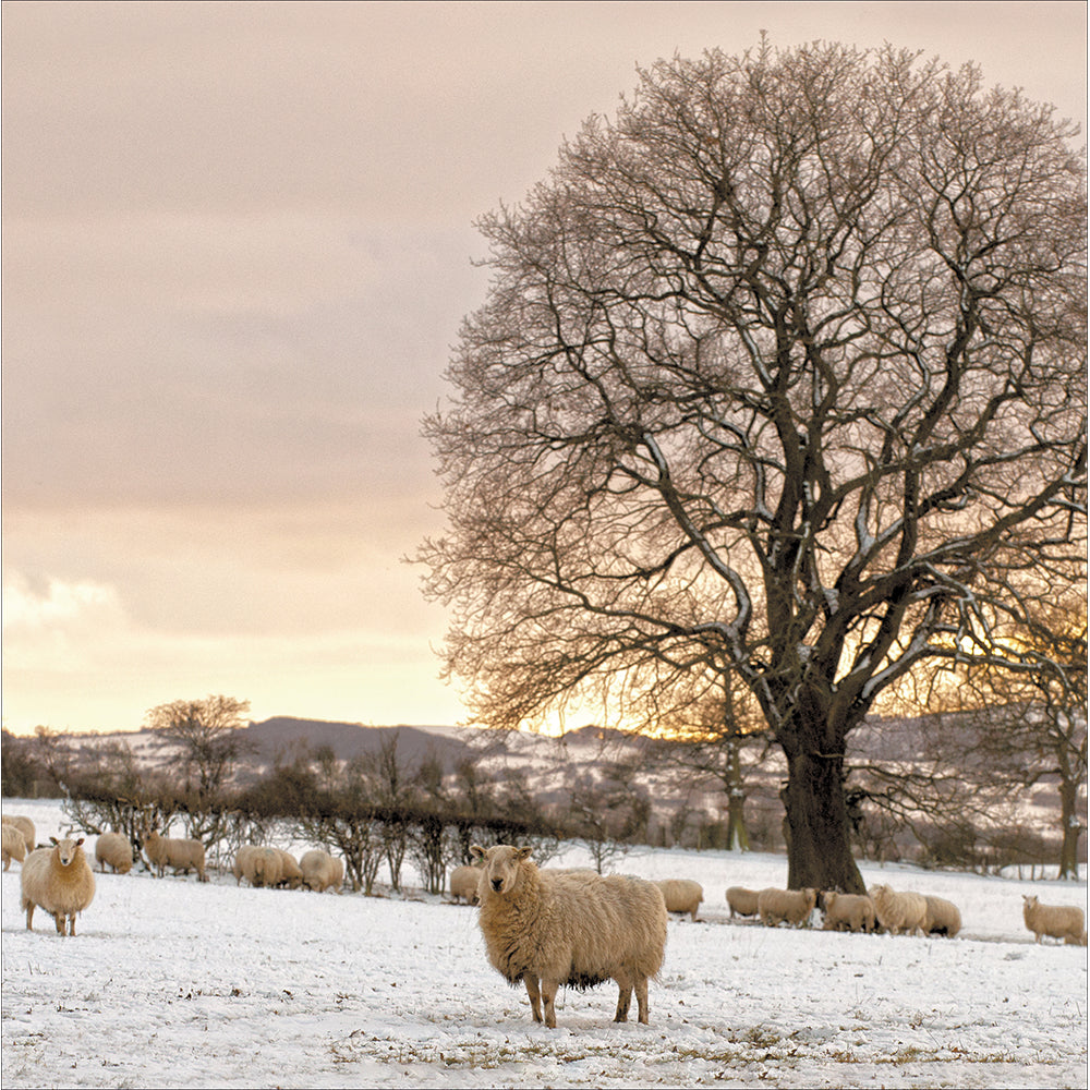 Winter Fields Sheep Photographic Christmas Card