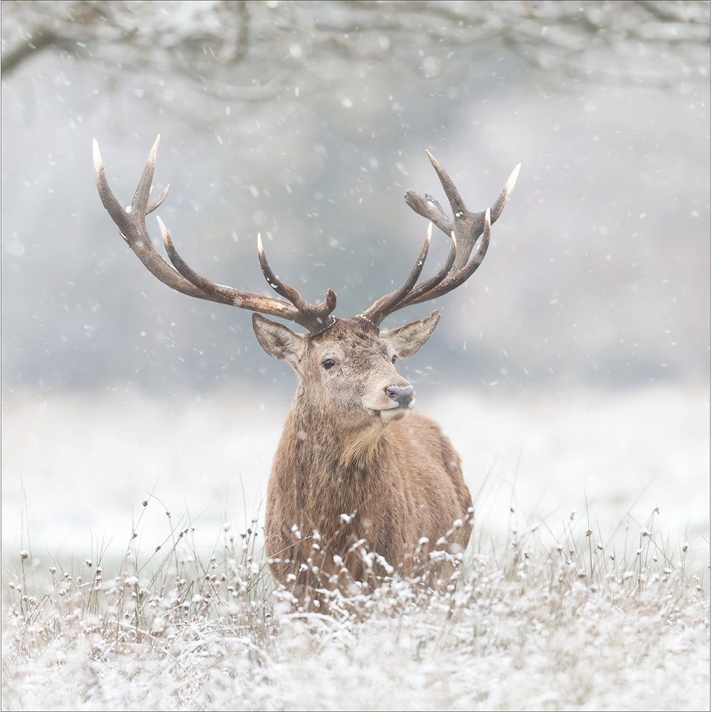 Majestic Stag Photographic Christmas Card