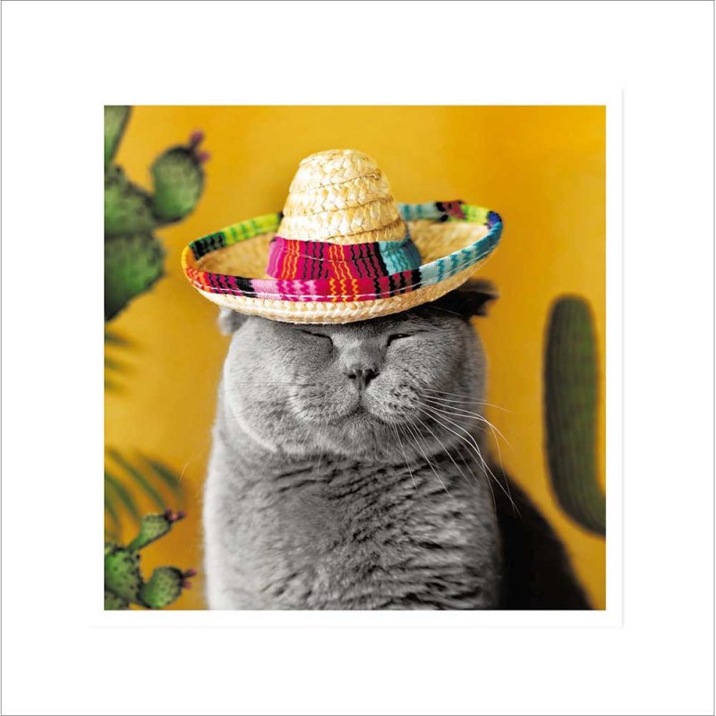 Mexicat Cat in a Sombrero Blank Greetings Card