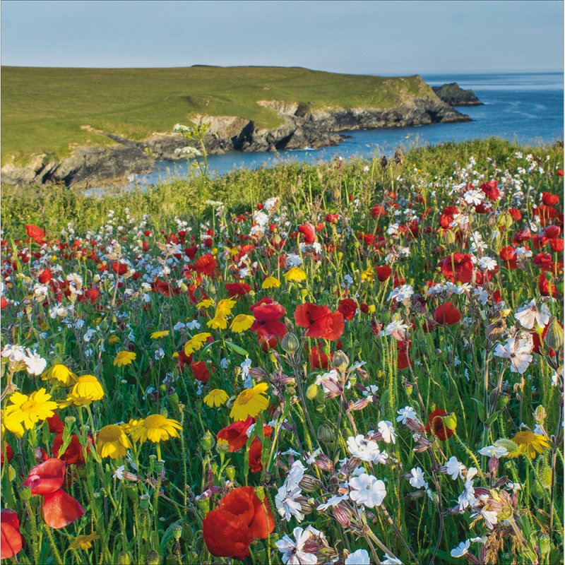 National Trust West Pentire, Cornwall Blank Greetings Card