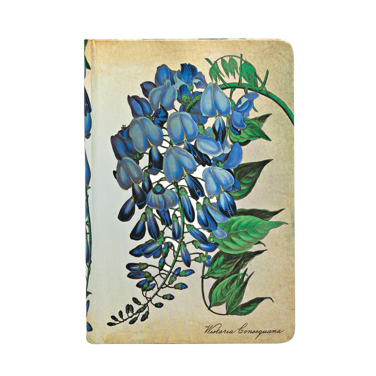 Paperblanks Blooming Wisteria Mini Hardback Journal – Lined, 176 Pages – front cover
