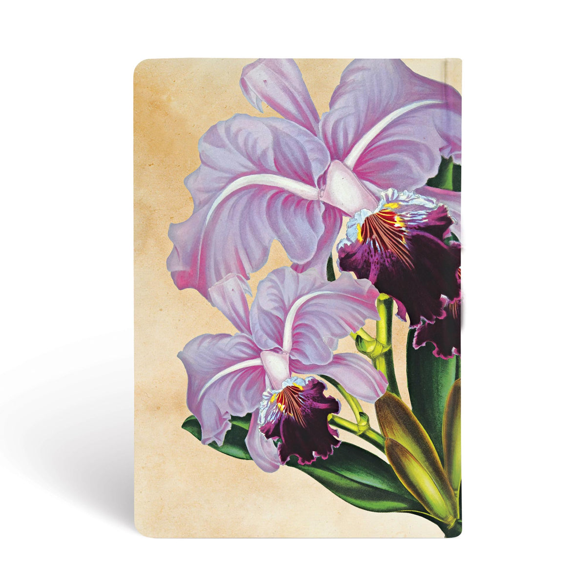 Paperblanks Brazilian Orchid Mini Hardback Journal – Lined, 176 Pages – back cover