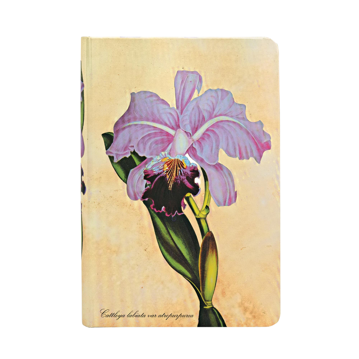 Paperblanks Brazilian Orchid Mini Hardback Journal – Lined, 176 Pages – front cover