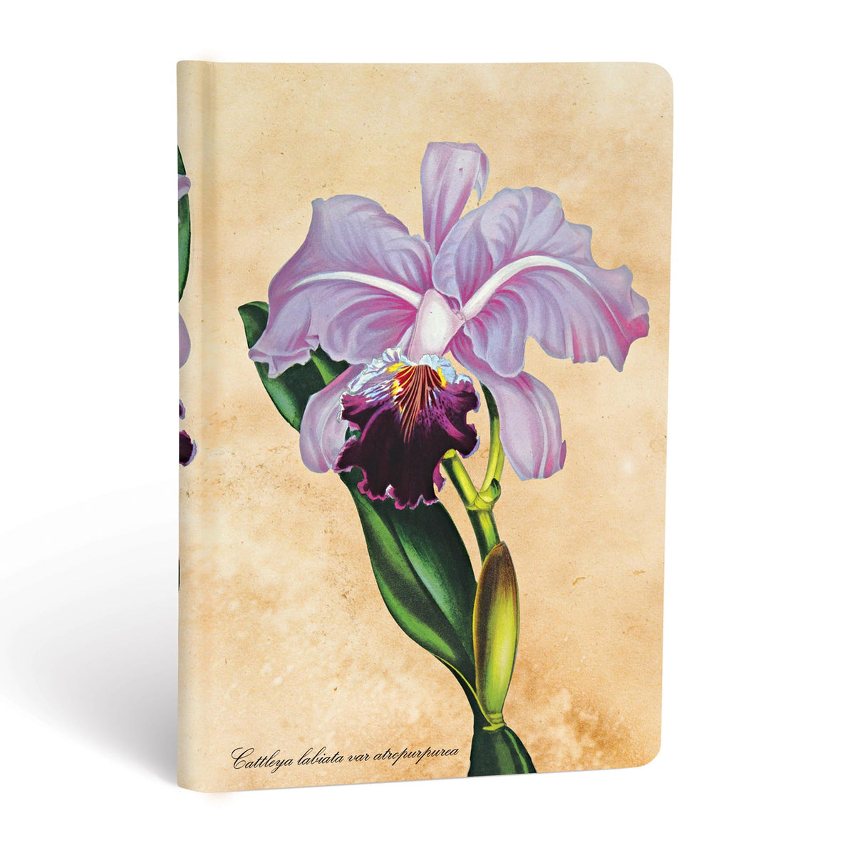 Paperblanks Brazilian Orchid Mini Hardback Journal – Plain, 176 Pages – angled view