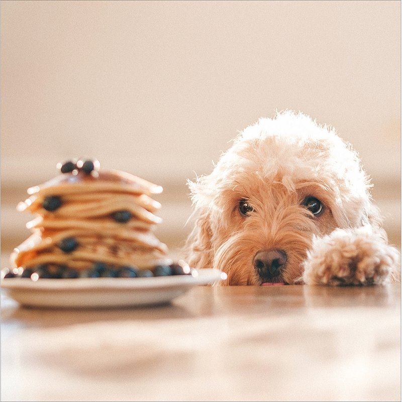 Pancake Day Hopeful Dog Blank Greetings Card