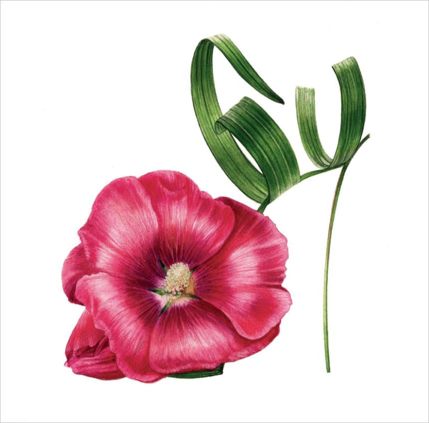 Red Hollyhock Shoe Card by Billy Showell