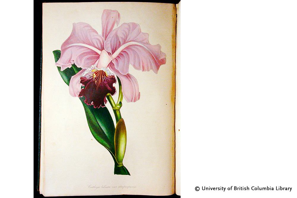 Paperblanks Brazilian Orchid Mini Hardback Journal – Lined, 176 Pages – design detail