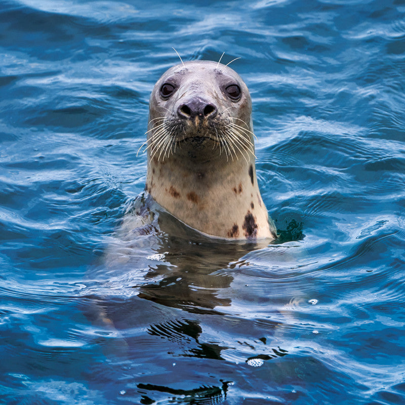 Grey Seal Card