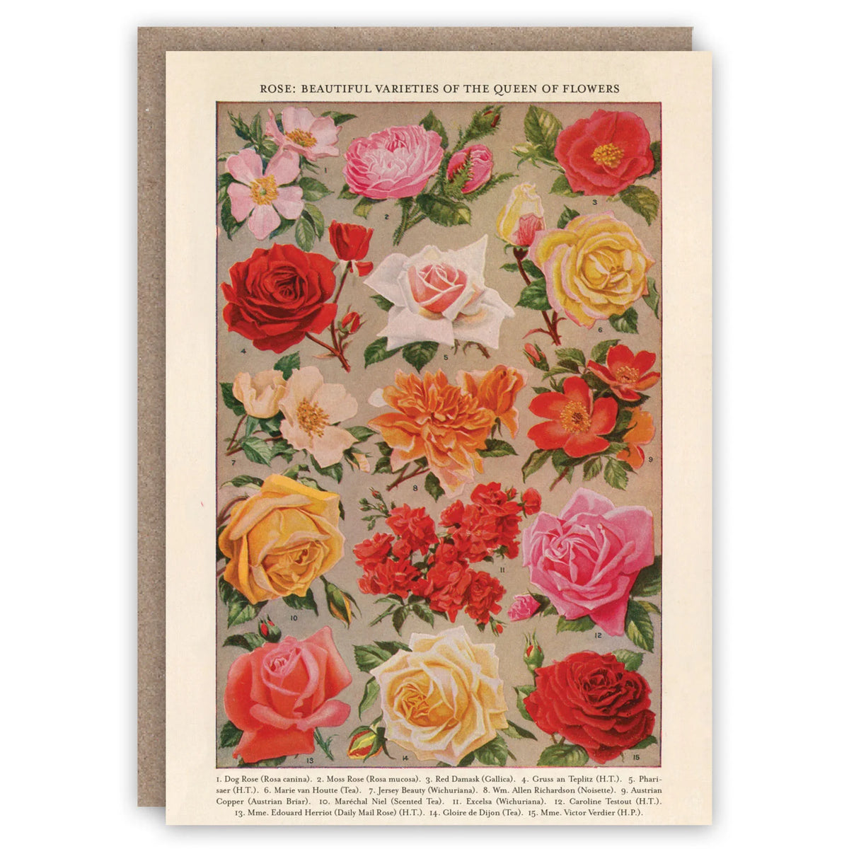 Roses Greetings Card