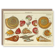 Seashells Greetings Card