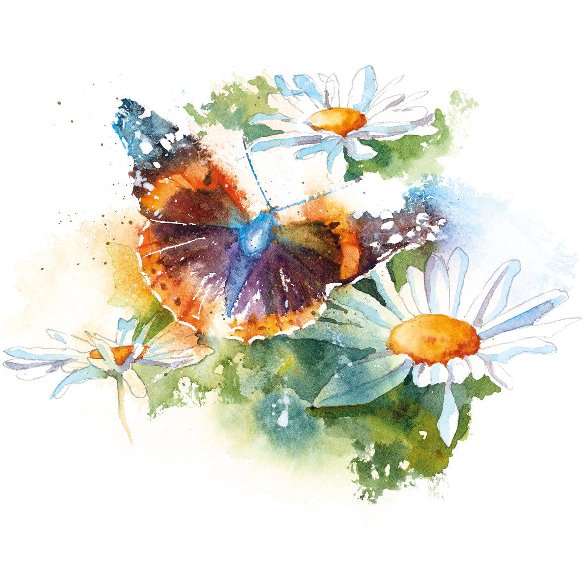 Red Admiral on Daisies Card by Rachel Toll