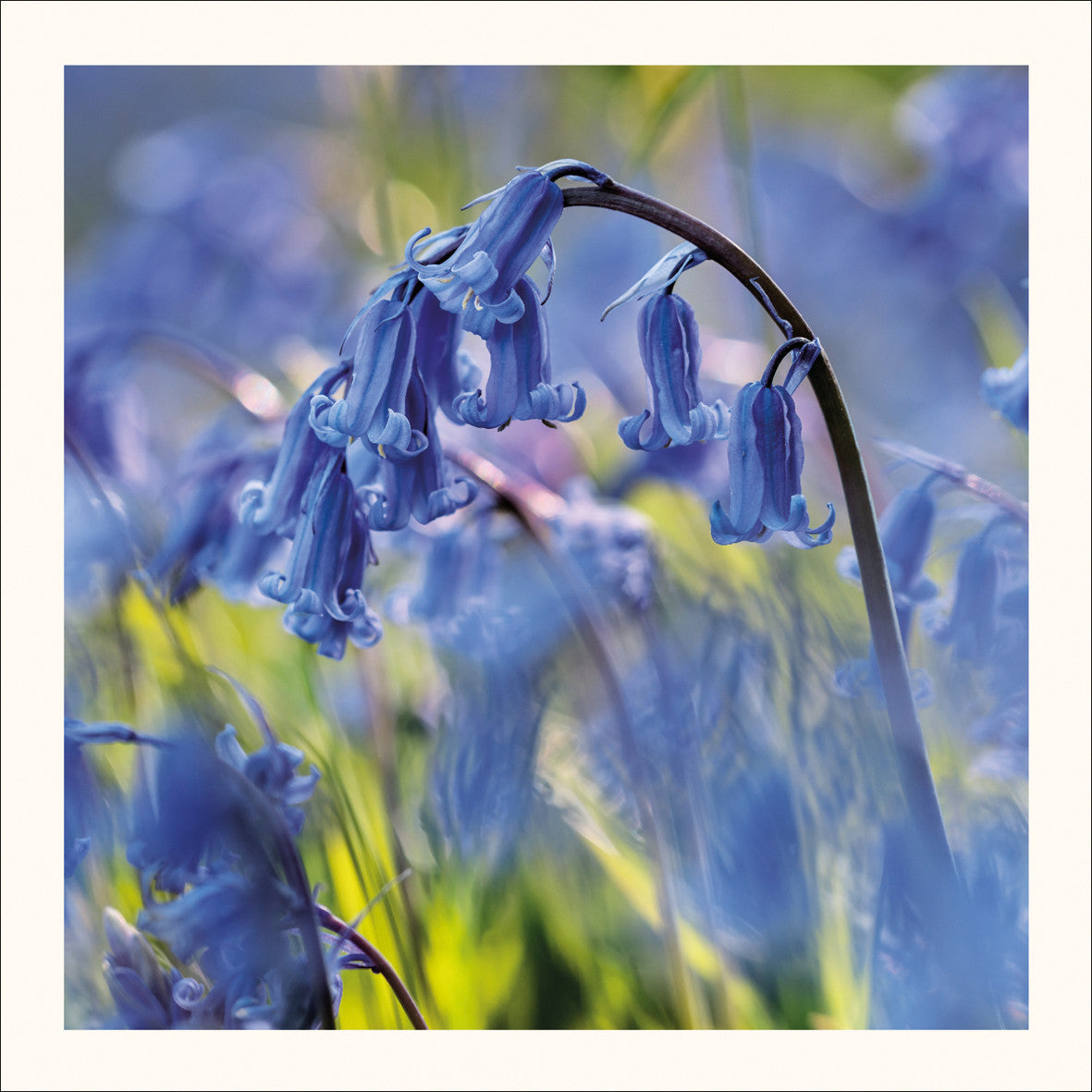 Bluebell Stem Photographic Card by Scott Morrish