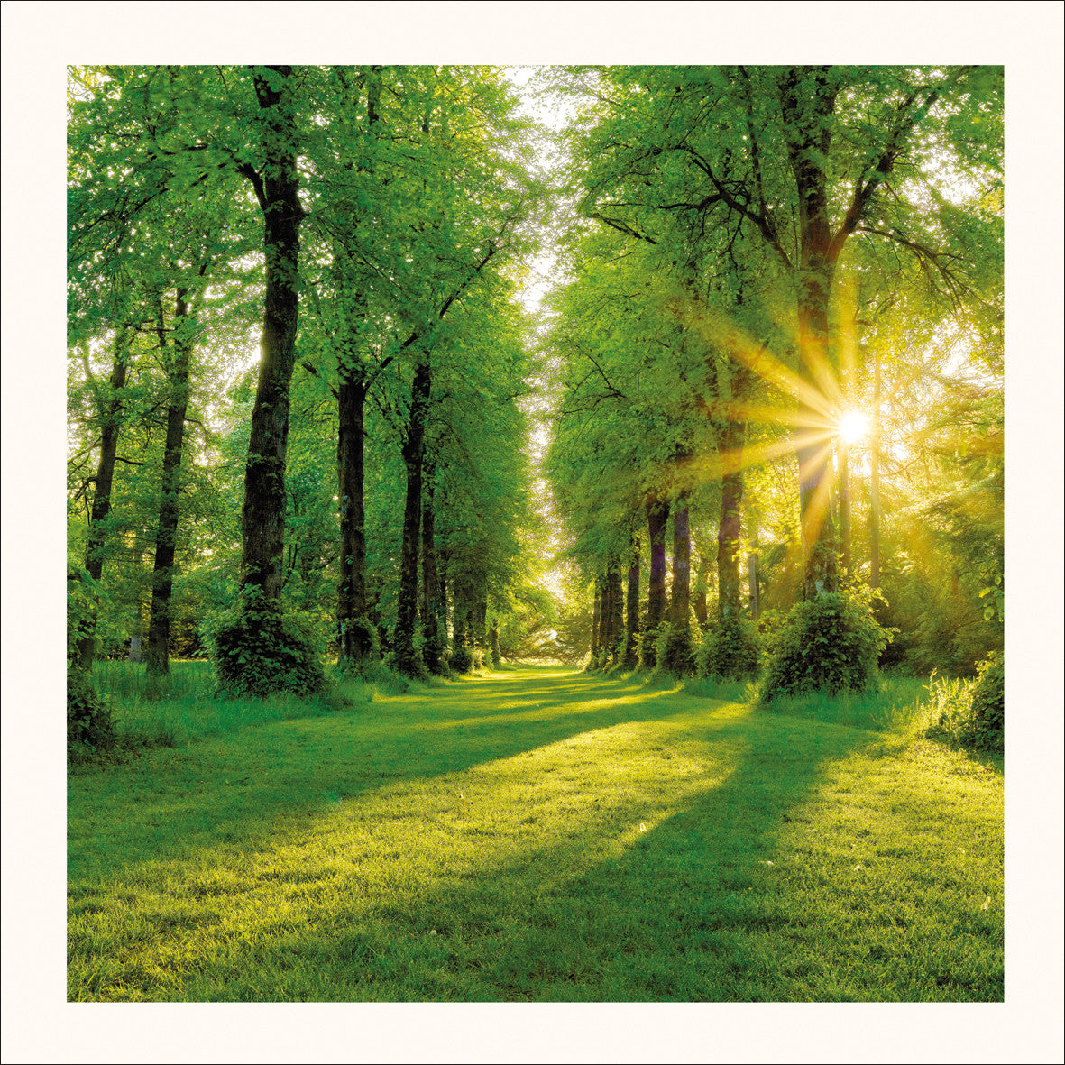 Summer Sunburst Photographic Card by Scott Morrish