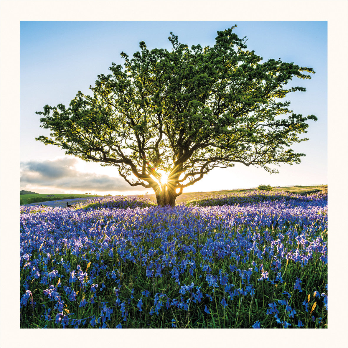 Sunburst and Bluebells Photographic Card by Scott Morrish