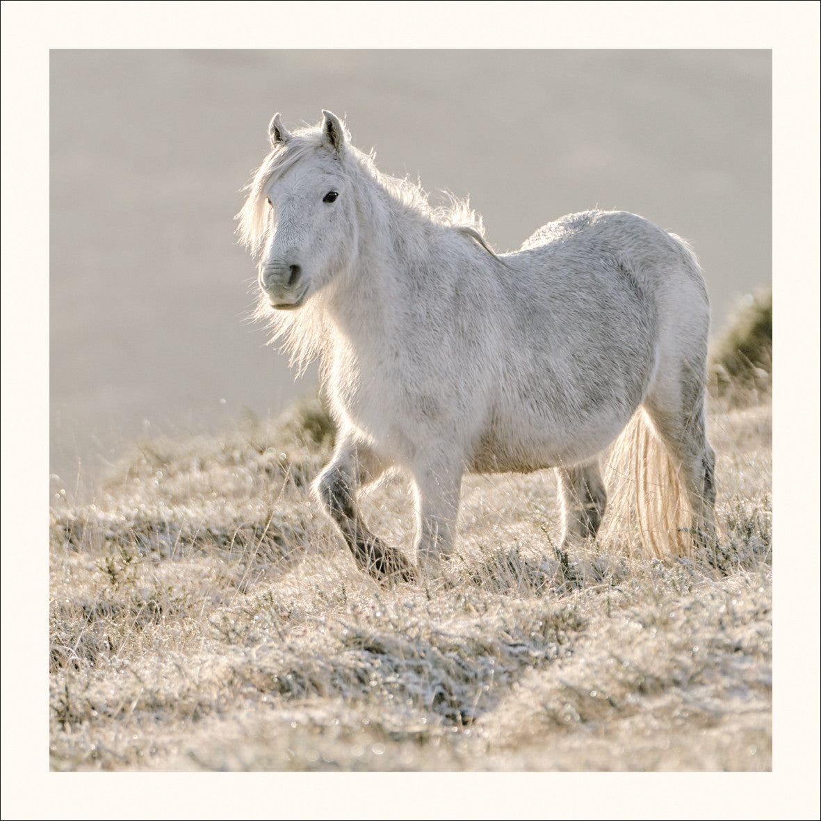 Wild Pony Photographic Card by Scott Morrish