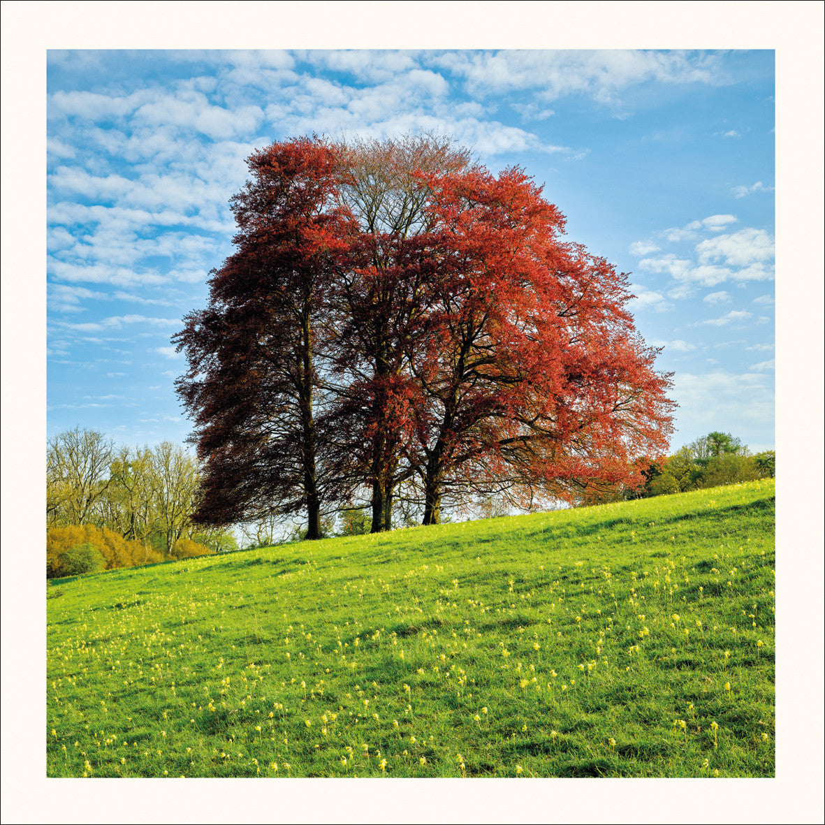 Copper Beech and Cowslips Photographic Card by Scott Morrish