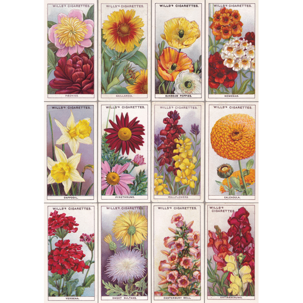 Flowers Two Greetings Card