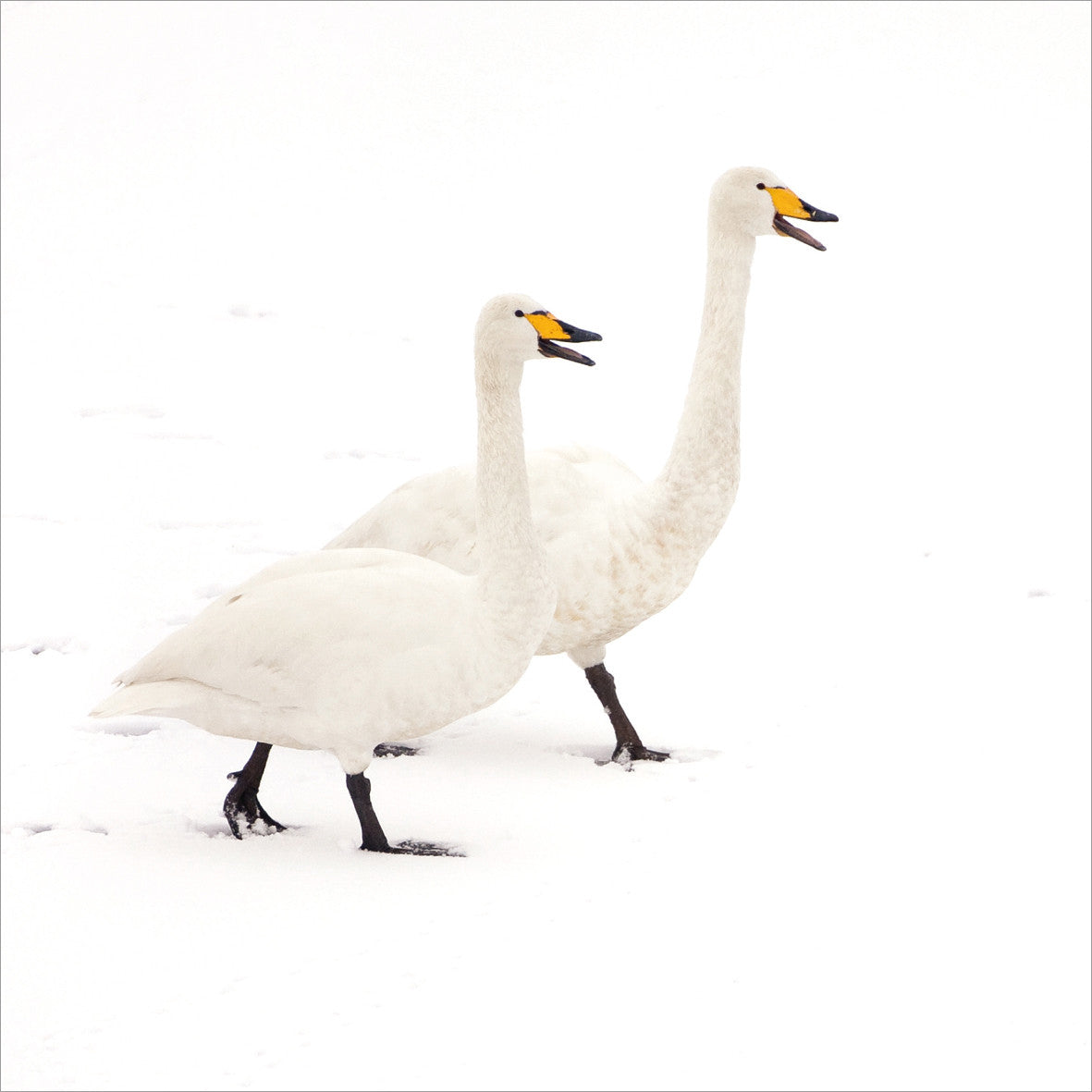 Whooper Swan Charity Christmas Card Pack of 8 – The Wildlife Trusts