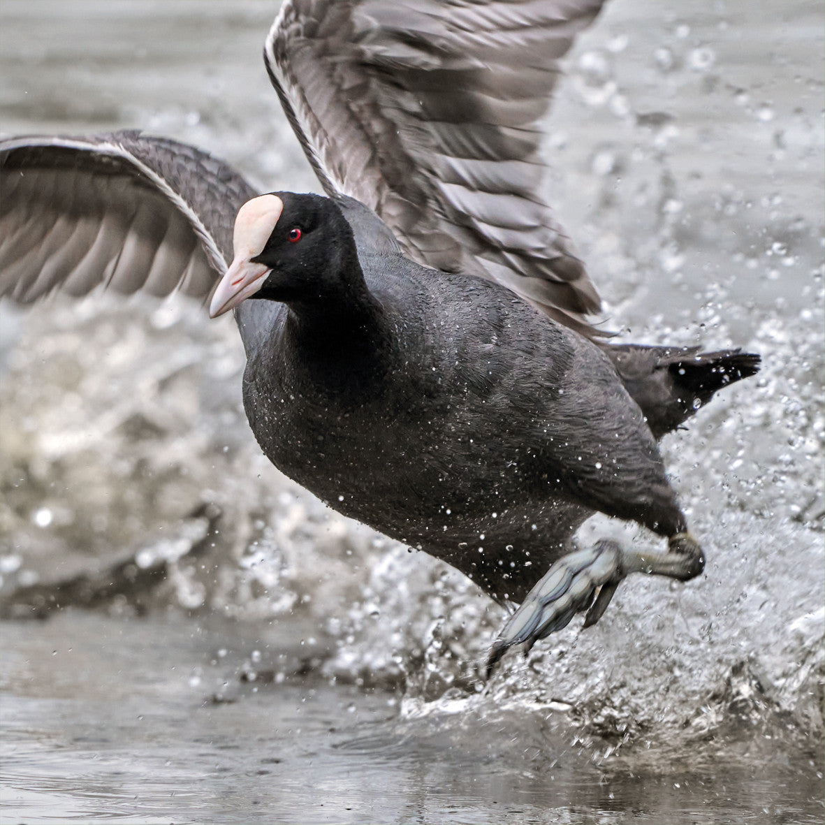 Coot Photographic Card – The Wildlife Trusts