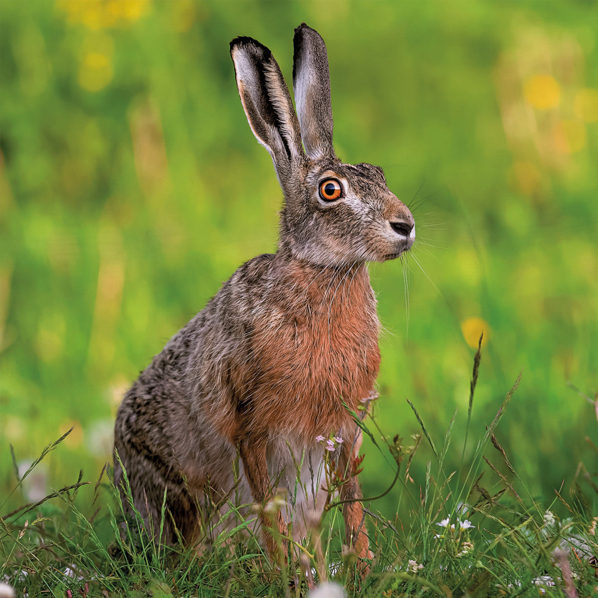 Brown Hare Photographic Card – The Wildlife Trusts (WT91442)