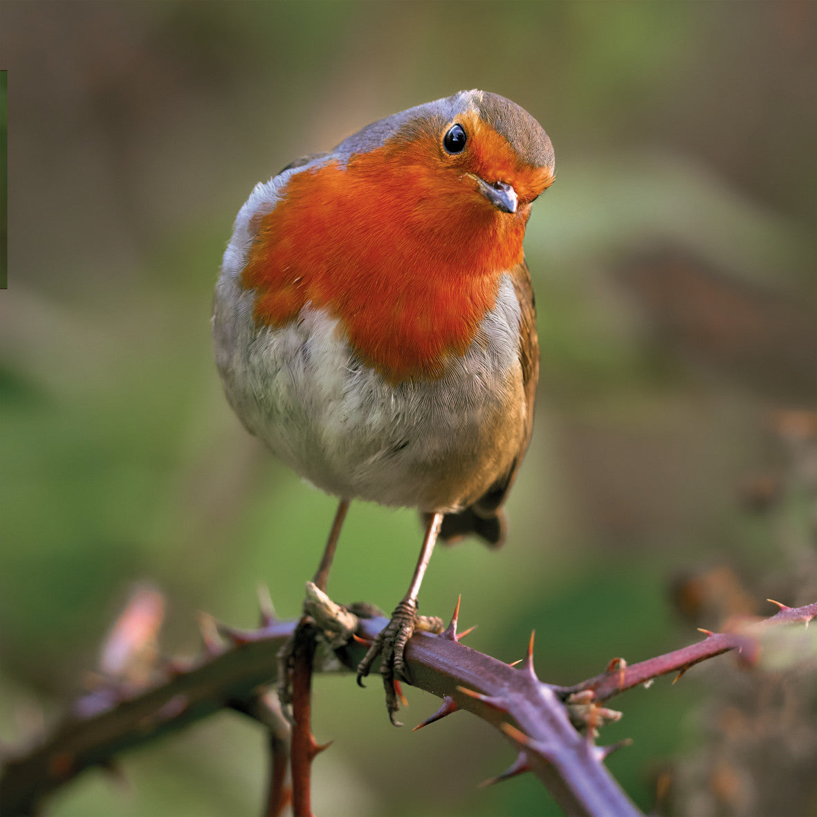 Robin on Bramble Photographic Card – The Wildlife Trusts