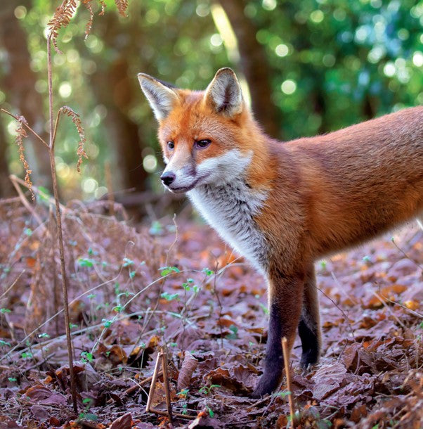 Red Fox Photographic Card – The Wildlife Trusts (WT91466)