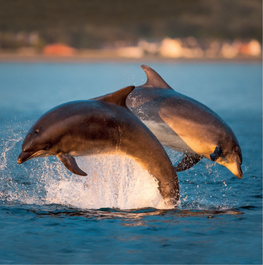Bottlenose Dolphins Photographic Card – The Wildlife Trusts