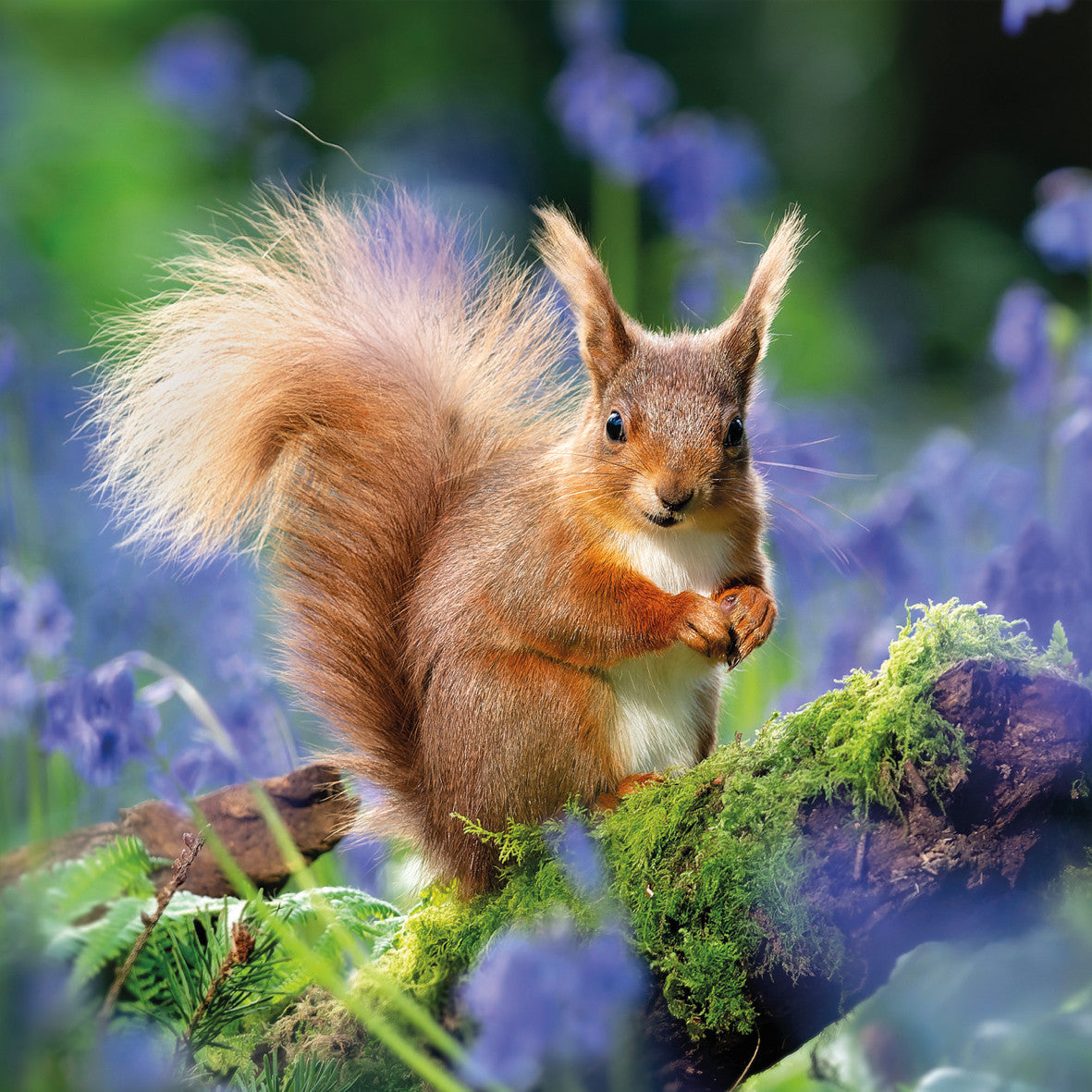 Red Squirrel Photographic Card – The Wildlife Trusts