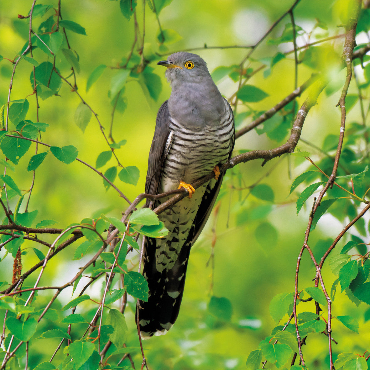 Cuckoo Photographic Card – The Wildlife Trusts