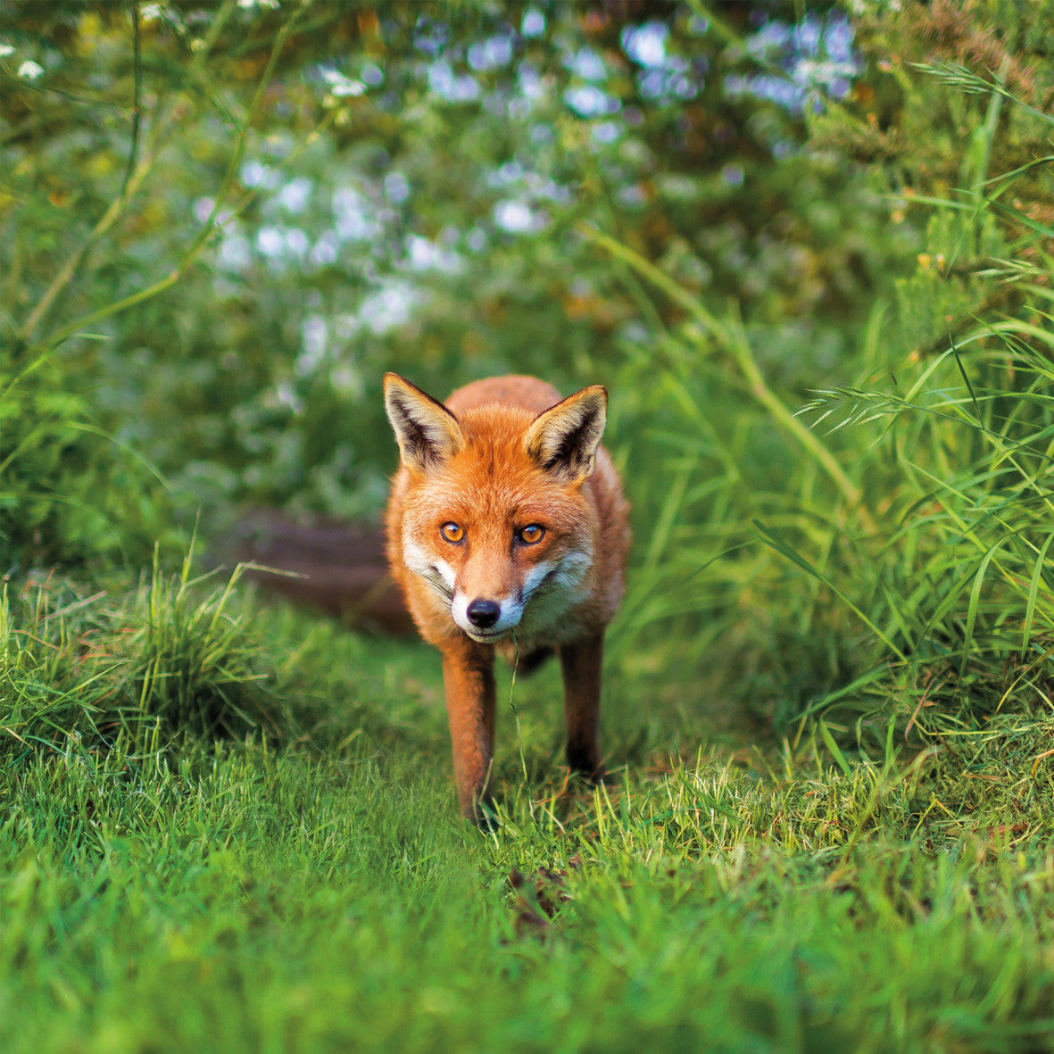 Red Fox Photographic Card – The Wildlife Trusts (WT91493)