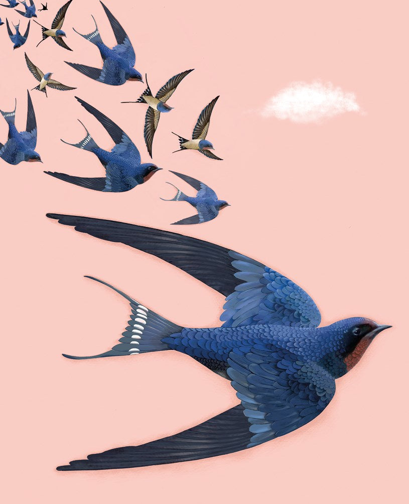 Swallows Agnes Card