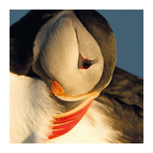 Atlantic Puffin The Bigger Picture Card