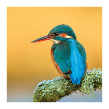 Kingfisher The Bigger Picture Card