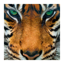 Tiger The Bigger Picture Card