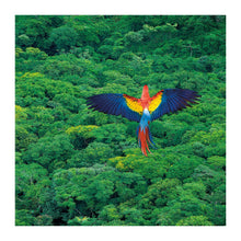 Scarlet Macaw The Bigger Picture Card