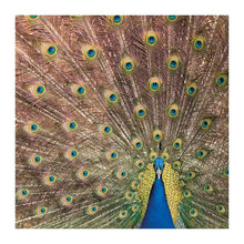 Indian Peafowl The Bigger Picture Card