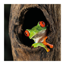 Red-Eyed Tree Frog The Bigger Picture Card