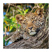 Leopard Cub The Bigger Picture Card