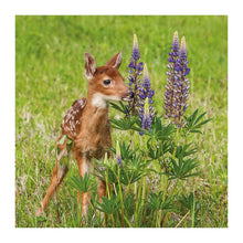White Tailed Deer The Bigger Picture Card