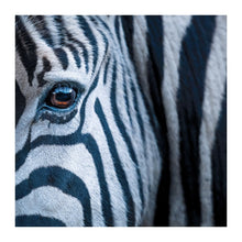 Zebra The Bigger Picture Card