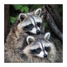 Racoons The Bigger Picture Card