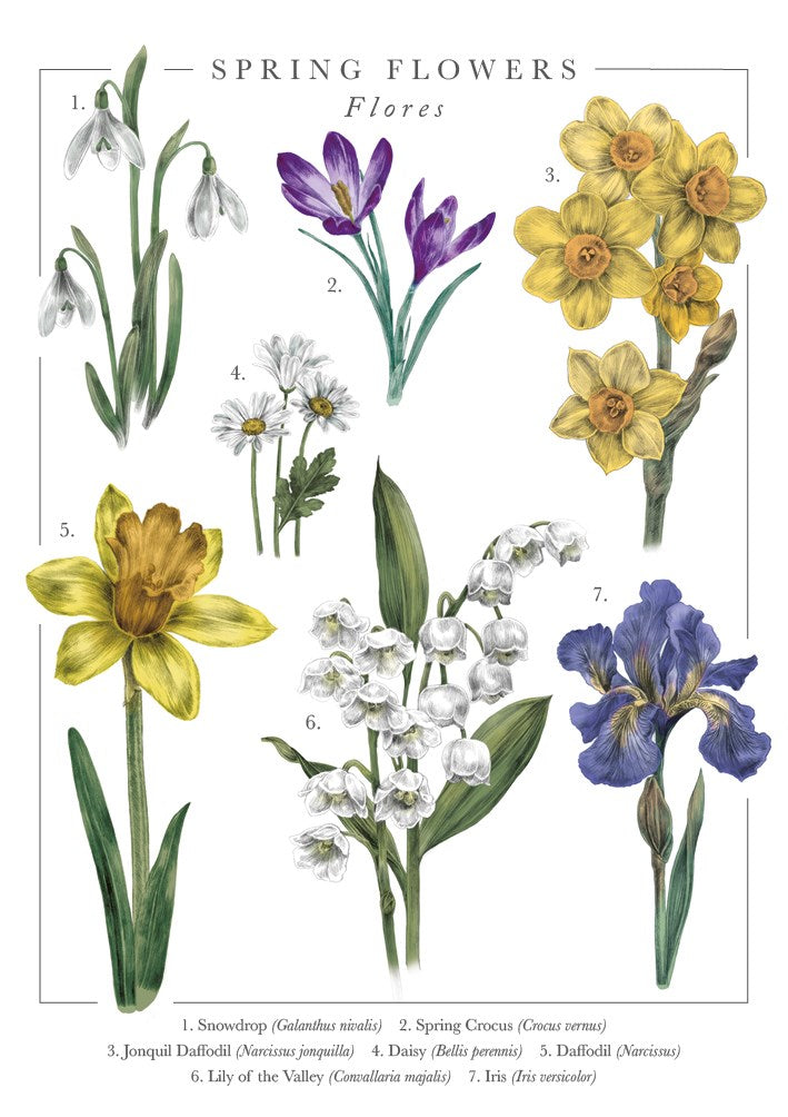 Spring Flowers Nature's Pocketbook Card