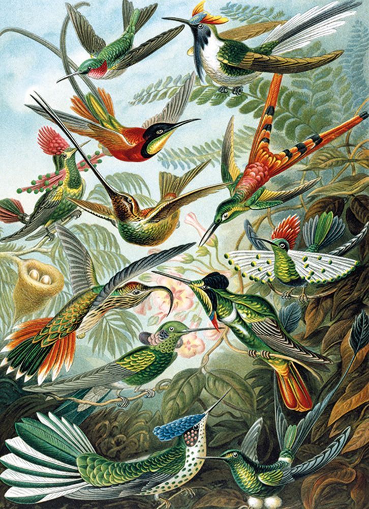 Ernst Haeckel Trochilidae Art Card