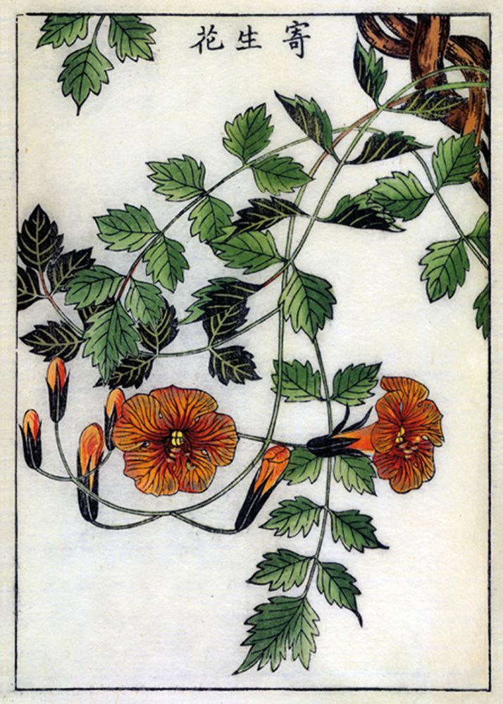 Shimada Mitsufusa & Ono Ranzan Trumpet Flower Art Card
